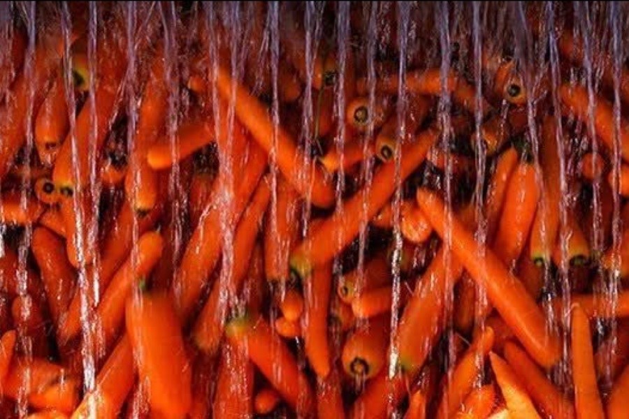 رونق کارگاه های هویج شویی در بیضا