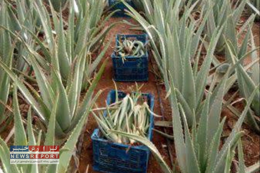 برداشت سالانه بیش از 240  تن برگ صبر زرد از گلخانه های نی‌ریز