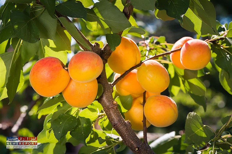 بیش از ۲ تن زردآلو در روستای سادکام برداشت خواهد شد