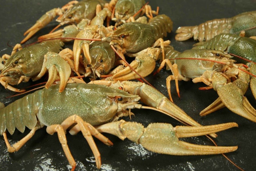 تعطیلی فروشگاهی در یزد به جهت فروش خرچنگ