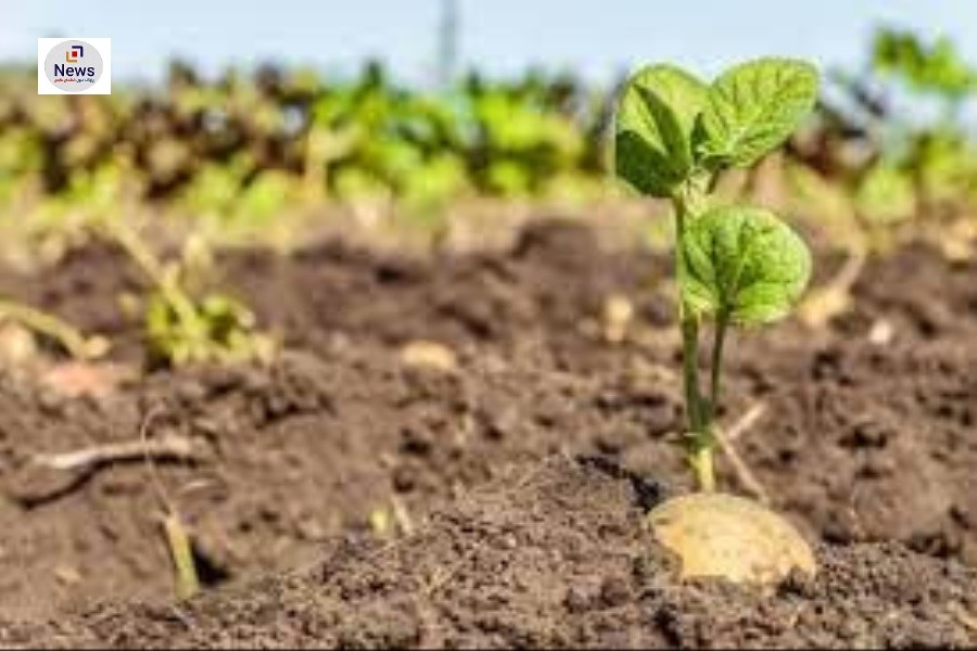 آغاز کشت ۱۰۰هکتار سیب زمینی در اراضی زراعی شهرستان کوار