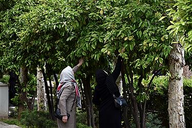 تصویر اردیبهشت شیراز